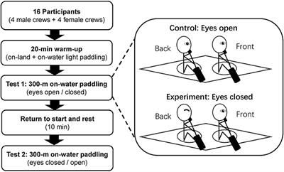 The Role of Vision in Maintaining Stroke Synchronization in K2 Crew-Boat Kayaking